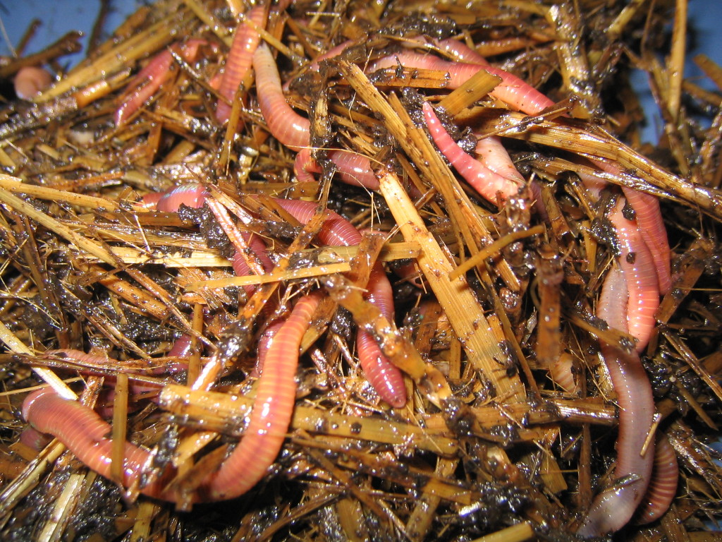 redworms