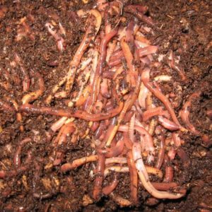 European Night Crawlers