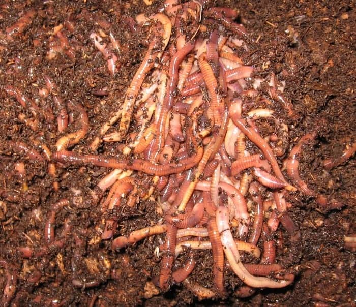 Nightcrawlers for Composting