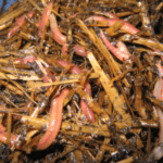 composting worms