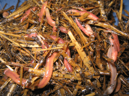 download big red worms for sale download big red worms for sale