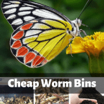 Cheap Worm Bins butterfly on a flower, worm bin, composting worms, and worm castings.