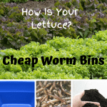 Cheap Worm Bins lettuce field, tote, composting worms, and vermicompost