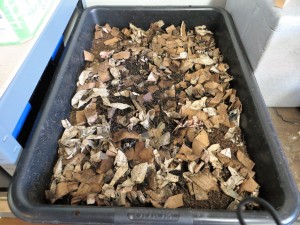 Cheap Worm Bins - Plastic Mortar Tray