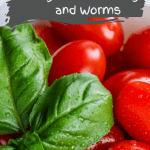 Organic Gardening and Worms tomatoes and basil grown with worm castings