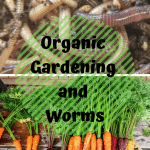 Organic Gardening and Worms carrots and composting worms.