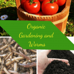 Organic Gardening and Worms bucket of tomatoes, composting worms, and worm castings.