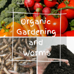 Organic Gardening and Worms pile of vegetable produce, composting worms, and worm castings