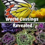 Worm Castings Revealed kale and a butterfly on a flower.