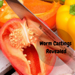 Worm Castings Revealed cutting a red pepper.