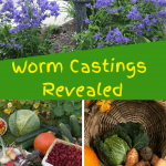 Worm Castings Revealed root veggies, cabbage, and flower garden.