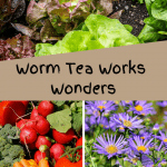 Worm Tea Works Wonders lettuce, varied vegetables, and flowers