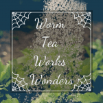 Worm Tea Works Wonders watering herbs