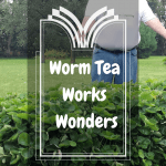 Worm Tea Works Wonders worm tea treated strawberries.