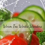 Worm Tea Works Wonders salad grown with worm castings tea.