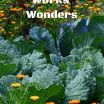 Worm Tea Works Wonders vegetable and flower garden.