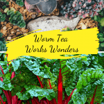 Worm Tea Works Wonders garden and beets growing