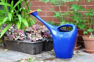 watering can for worm tea