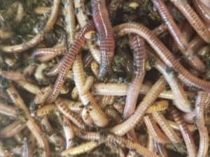 Composting worms a pile of red worms