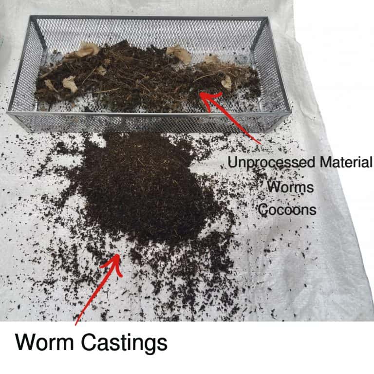 How to Harvest Worm Castings Iowa Worm Composting