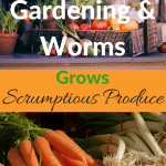 Organic Gardening & Worms grows scrumptious vegetables with two baskets of organic vegetables