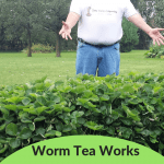 Worm Tea Work Wonders Strawberry bed that has been treated with worm tea