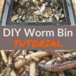 DIY Worm Bin Tutorial Building a worm bin and composting worms