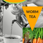 Worm Tea Works Wonders Woman pouring regular tea and caotio showing to use worm tea for a good harvest of vegetables