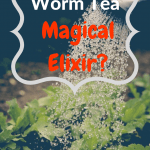 Worm Castings Tea Watering greens with worm castings tea