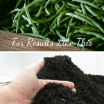 How To Harvest Worm Castings Pile of green beans and worm castings