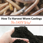 How To Harvest Worm Castings composting worms and worm castings.