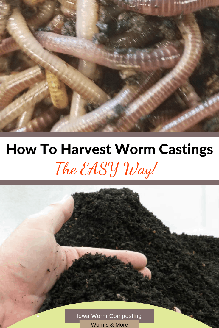 How to Harvest Worm Castings Iowa Worm Composting
