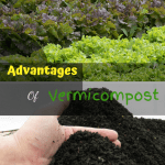 Advantages of Vermicompost lettuce garden and vermicompost.