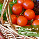 Advantages of Vermicompost basket of veggies.