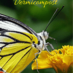 Advantages of Vermicompost yellow butterfly pollinating a flower