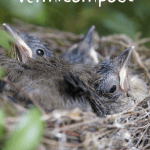 Advantages of Vermicompost baby robins in a nest