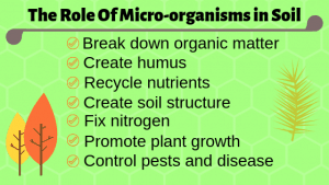 The Role Of Micro-organisms in Soil graphic.