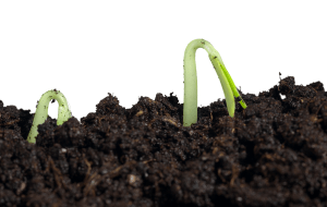 Healthy Soil with plants sprouting