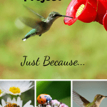 Vermicompost Project hummingbird in a flower garden