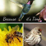 Vermicompost Project hummingbird, bee on a flower and bird in a tree.
