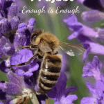 Vermicompost Project honey bee on a flower