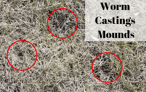 Worm Castings Mounds in the lawn