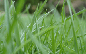 Worms in Lawn healthy organic grass in the lawn