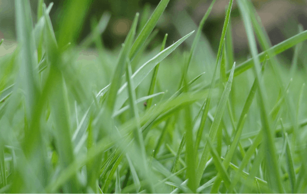 Worms in Lawn healthy organic grass in the lawn