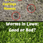 Worms in Lawn before and after pictures of lawn