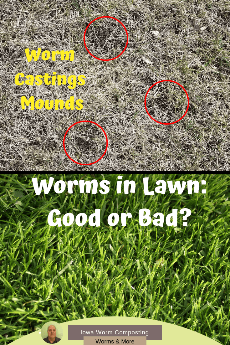Worms in Lawn Are They Good or Bad? Iowa Worm Composting