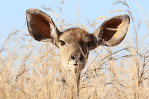 FAQ - Doe listening in a field of grass