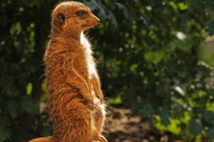 keeping track prairie dog