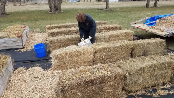 Straw Bale Gardening 2 putting down wood mulch