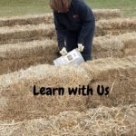 Straw Bale Gardening setting up the straw bales